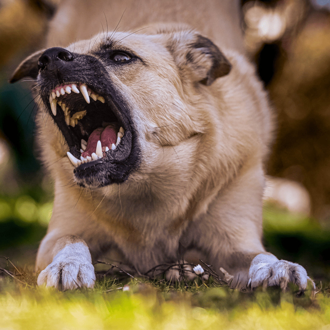 Förvandla din hunds skällande och beteende – snabbt, enkelt och på ett skonsamt sätt!