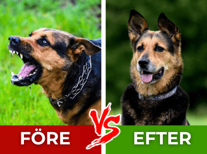 Förvandla din hunds skällande och beteende – snabbt, enkelt och på ett skonsamt sätt!